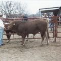 1987?-Robert-Rhombs-GelbviehCattle-Germany.jpg